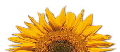 Voba-Sonnenblume